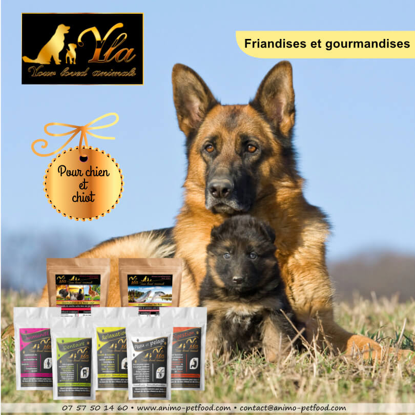 friandises-gourmandises-pour-chien
